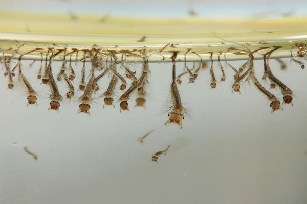 Kedvenceink a szúnyogok