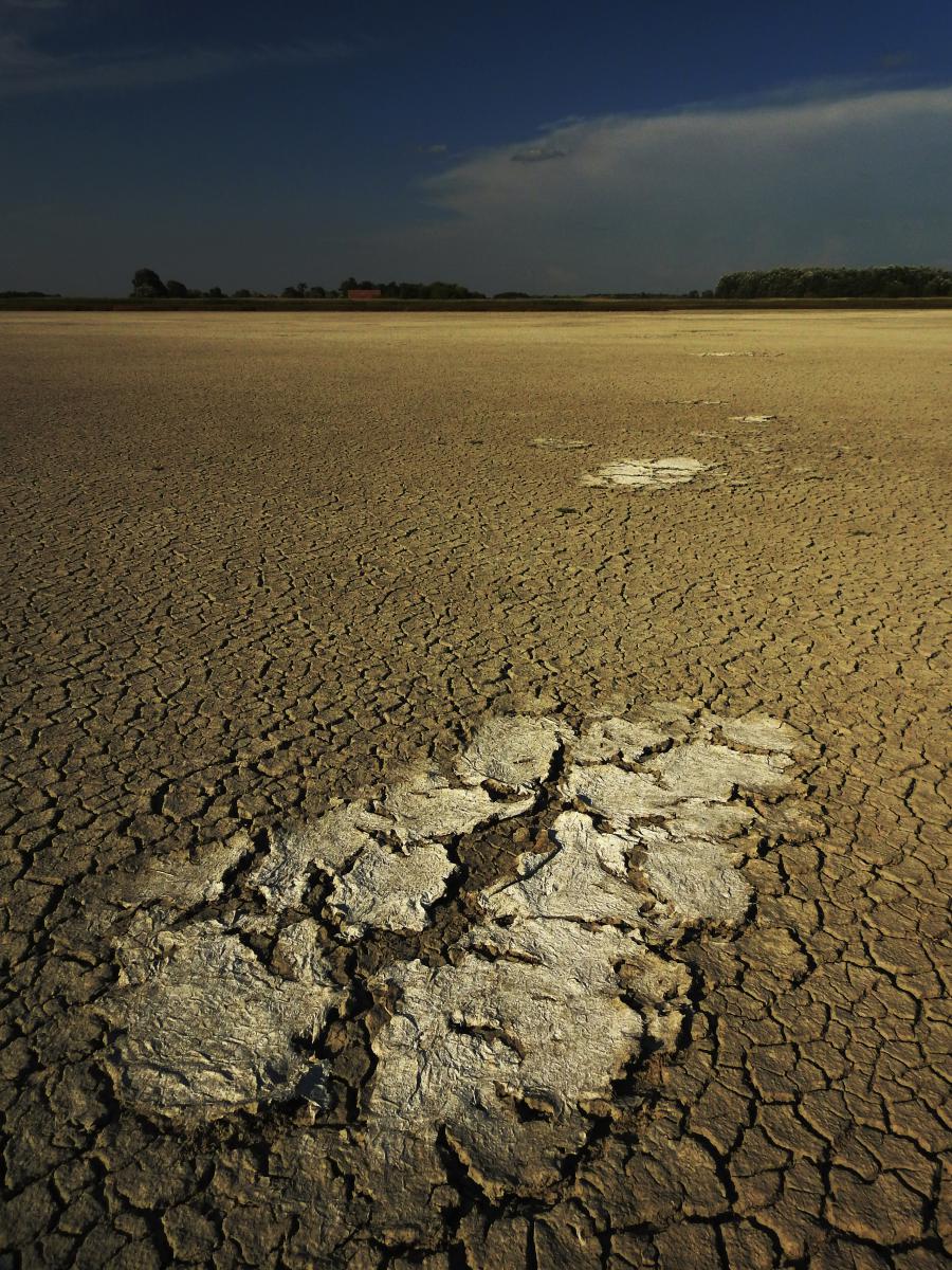 Koncz-Bisztricz Tamás