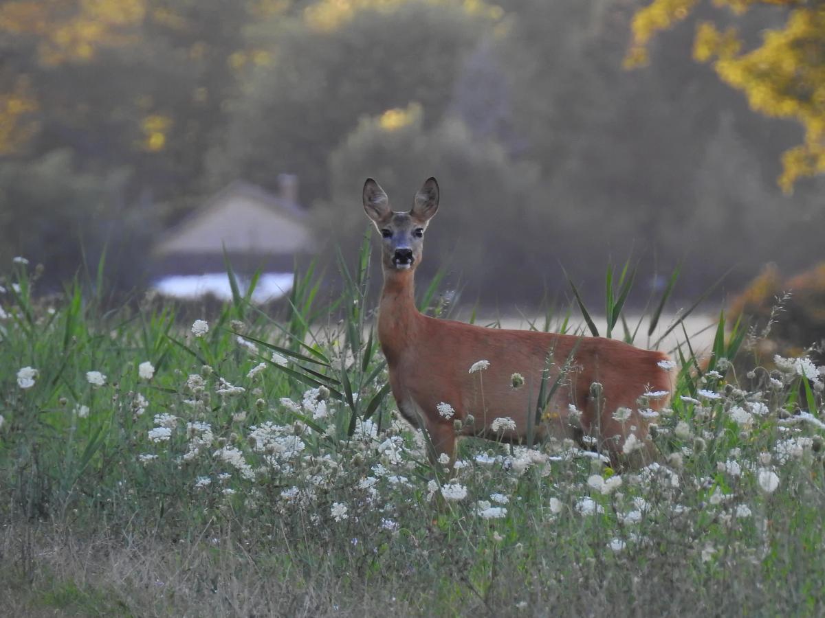 Koncz-Bisztricz Tamás