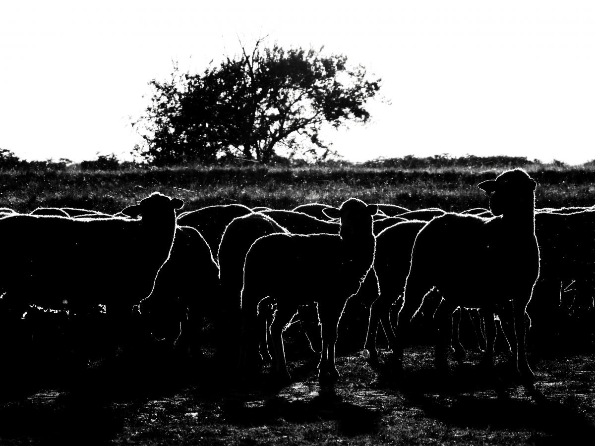 Koncz-Bisztricz Tamás