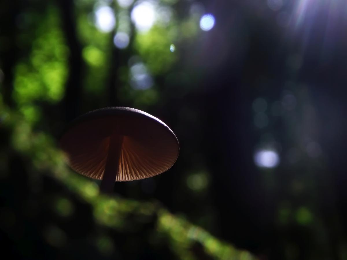 Koncz-Bisztricz Tamás