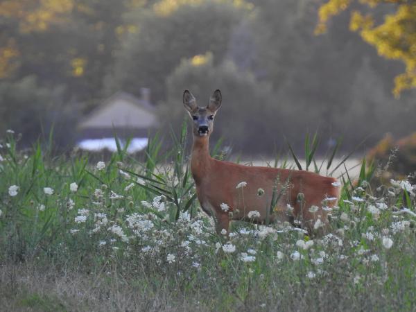 Öreg néni őzikéje