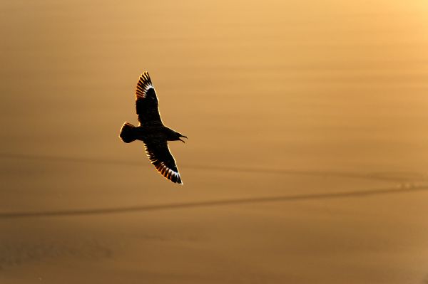 Skua