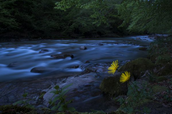 Kékóra a Boga-pataknál