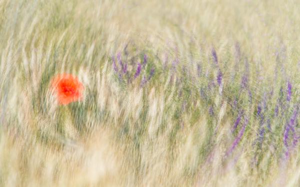 Kora nyári impresszió