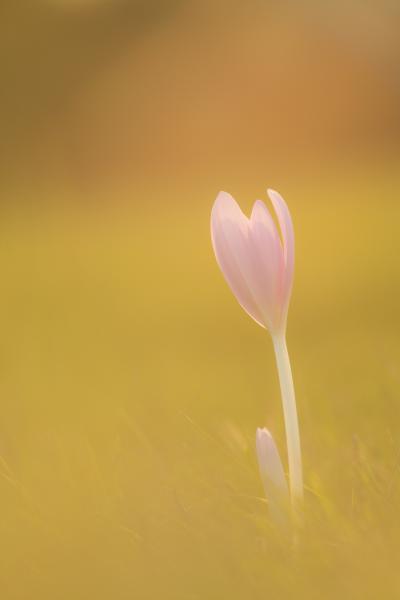 Fényárban fürödve