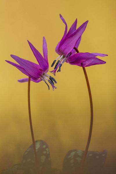 Kakasmandikó szerelem