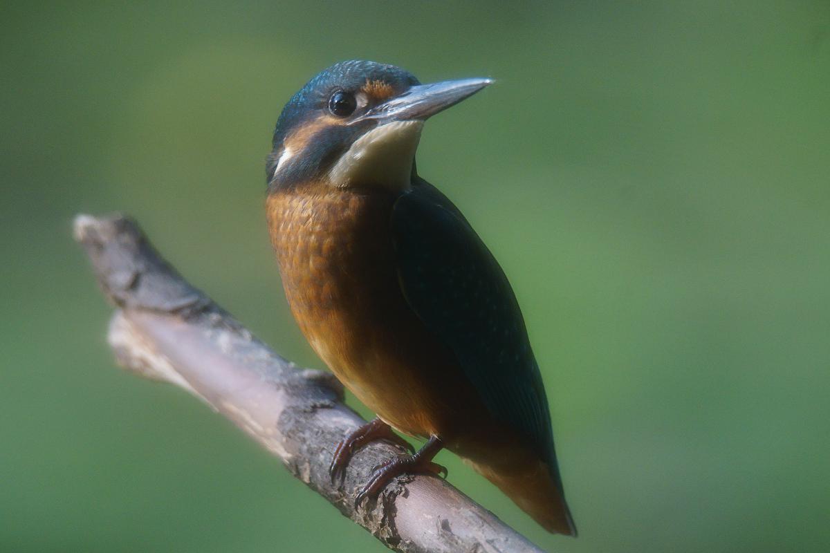 Kalmár Lajos Gábor