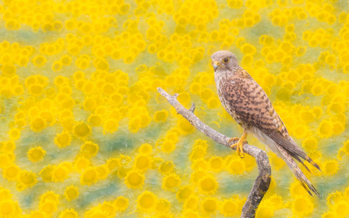 Szakolczai Krisztina