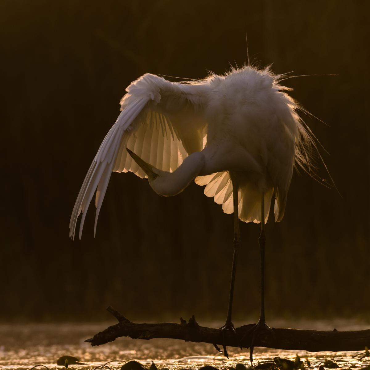 Szakolczai Krisztina