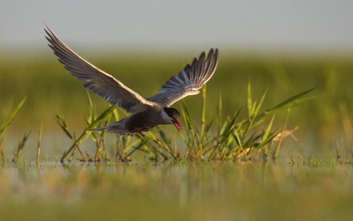 Szakolczai Krisztina