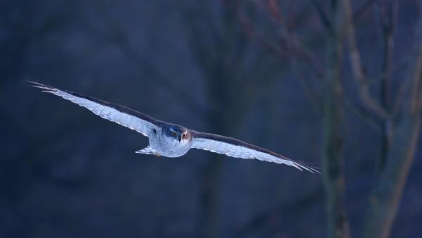 Az alkonyat vadásza