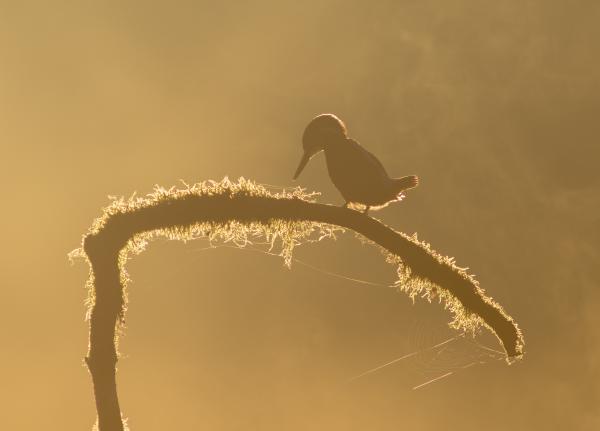 Hajnali jégkristály