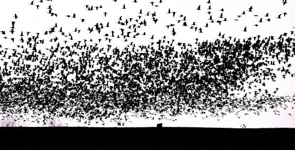 IN MEMORIAM HITCHCOCK