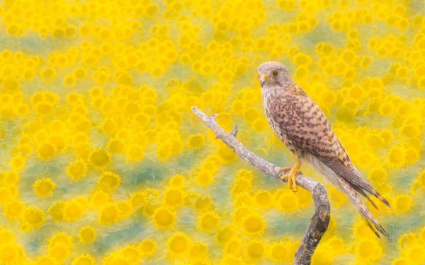 Napraforgós vércse