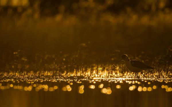 A széki gólya hajnala