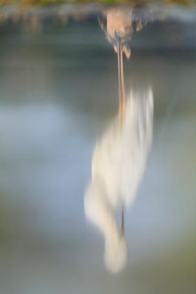 Kócsag a tükörben