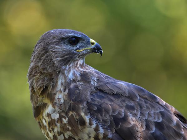 Ne nézz vissza haraggal..