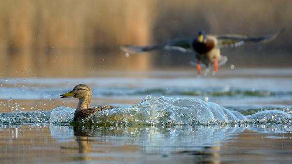 Várj meg, én is jövök!