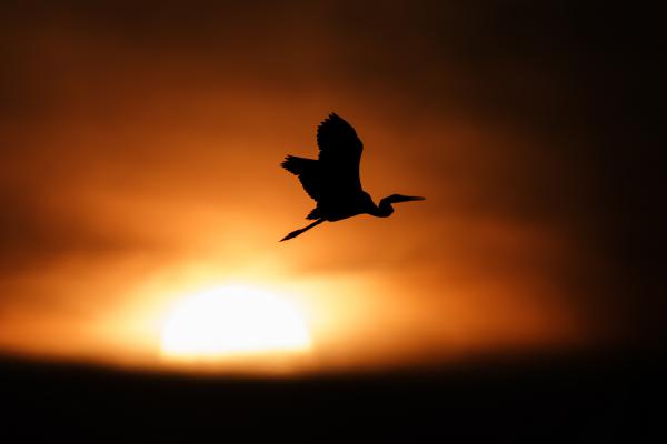 Narancs ég vörösgémmel