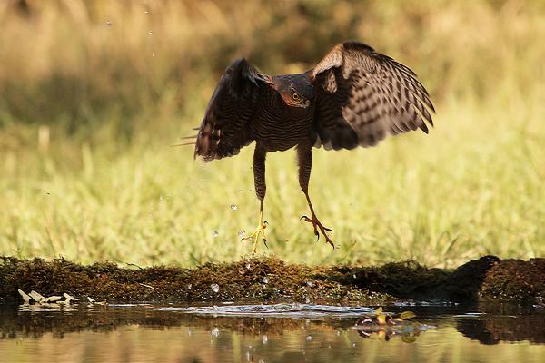Jaj, vizes lett a lábam!