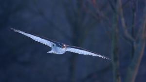 Az alkonyat vadásza