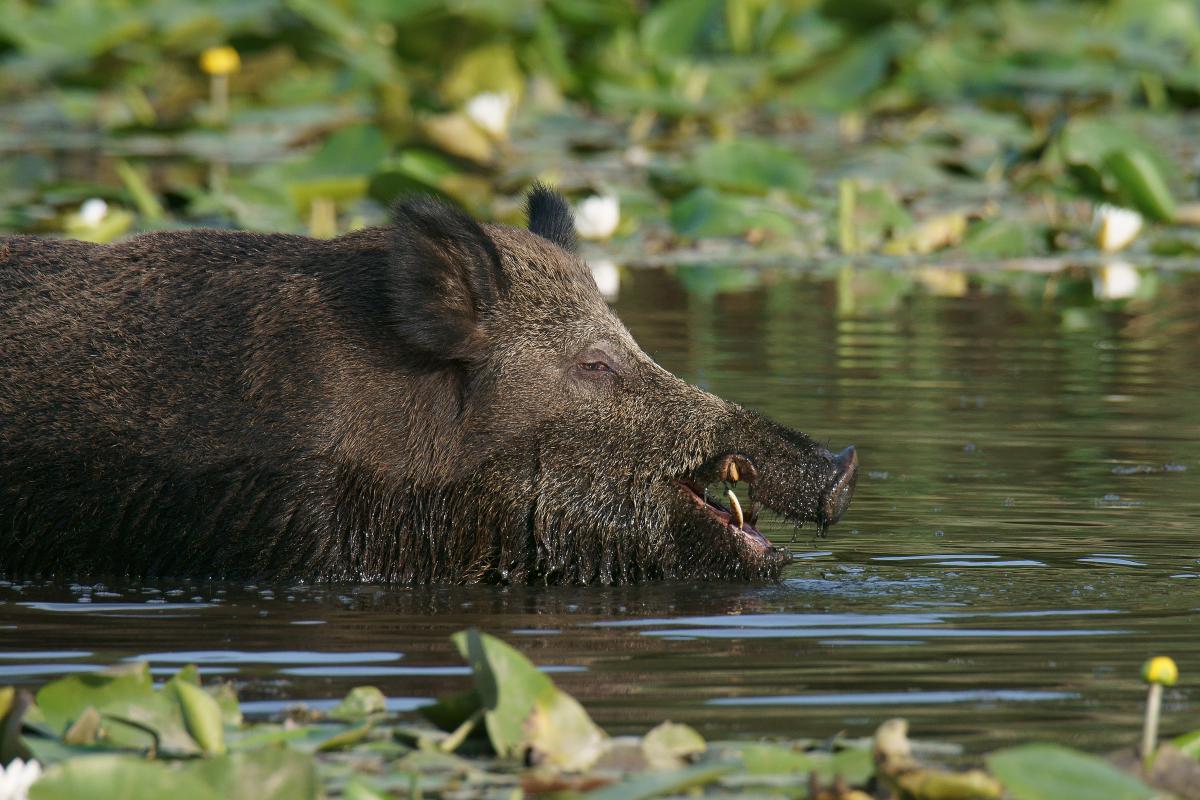 Kalmár Lajos Gábor