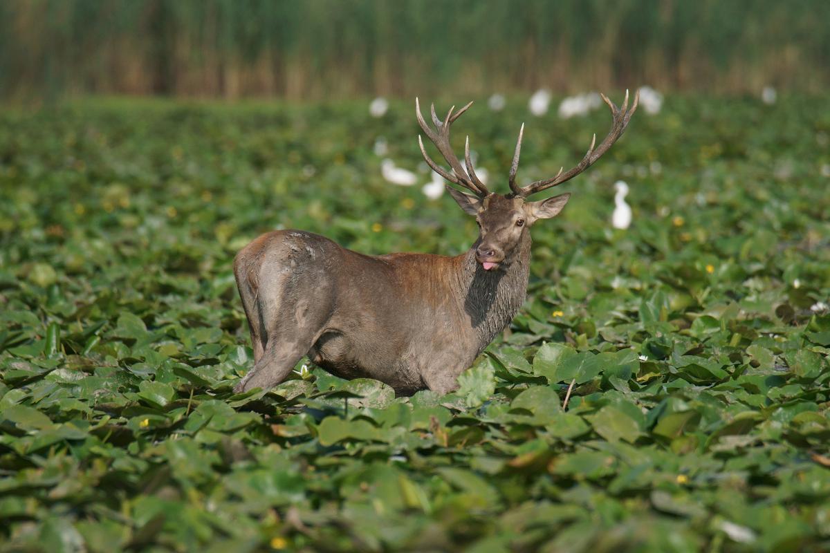 Kalmár Lajos Gábor