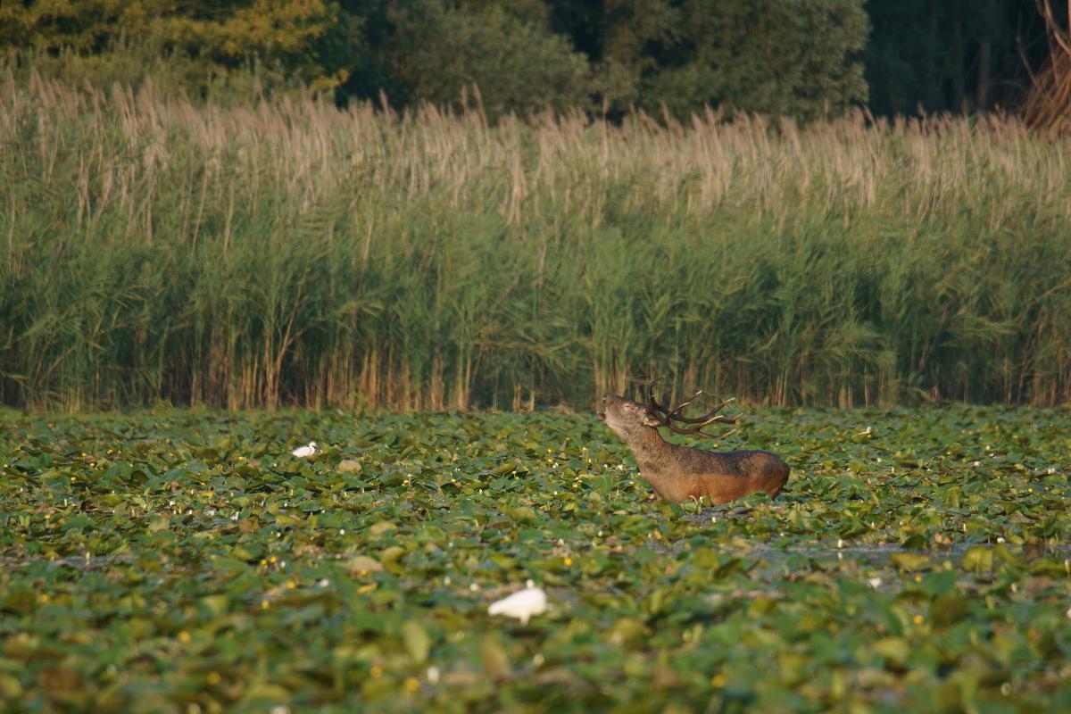 Kalmár Lajos Gábor