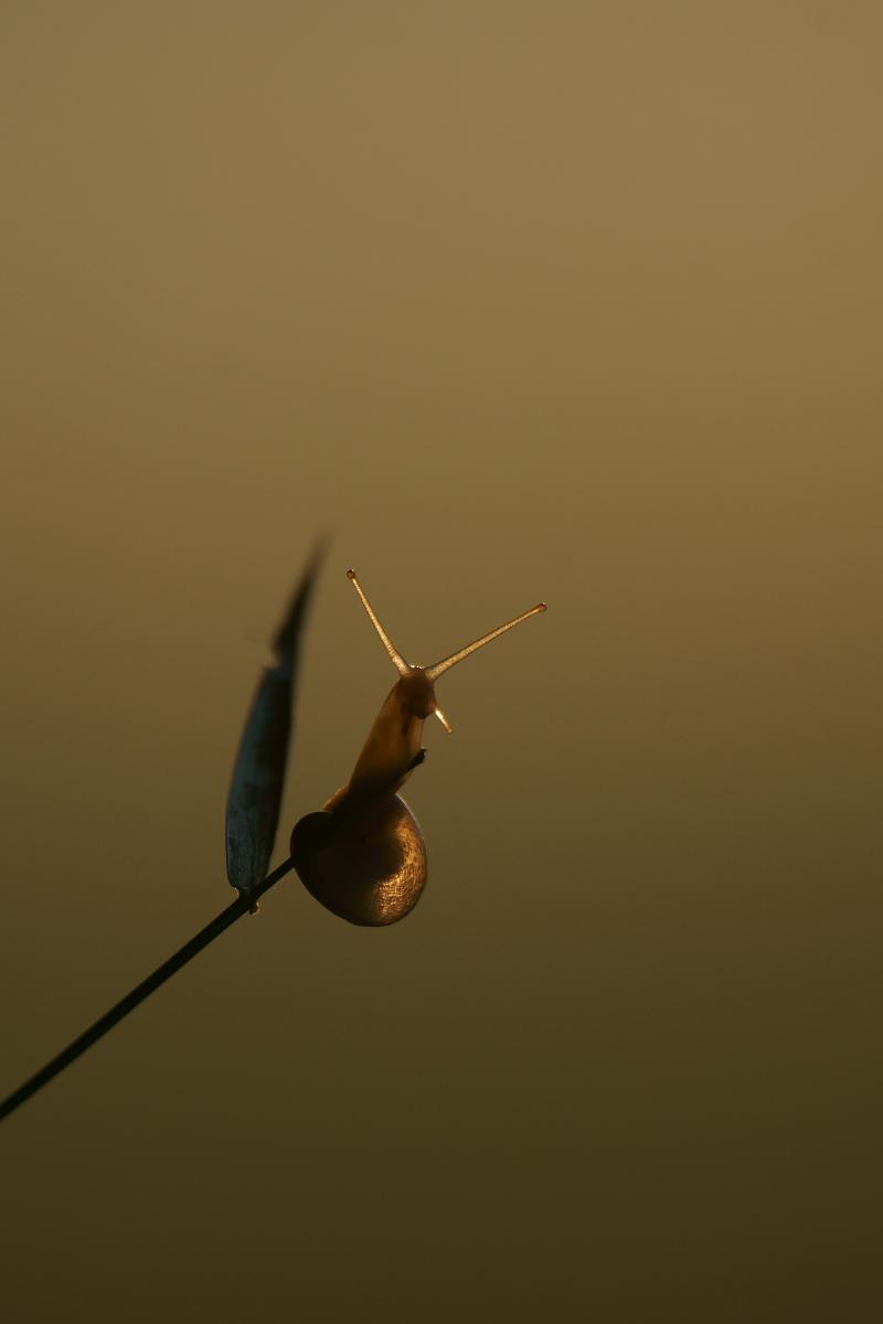 Kalmár Lajos Gábor