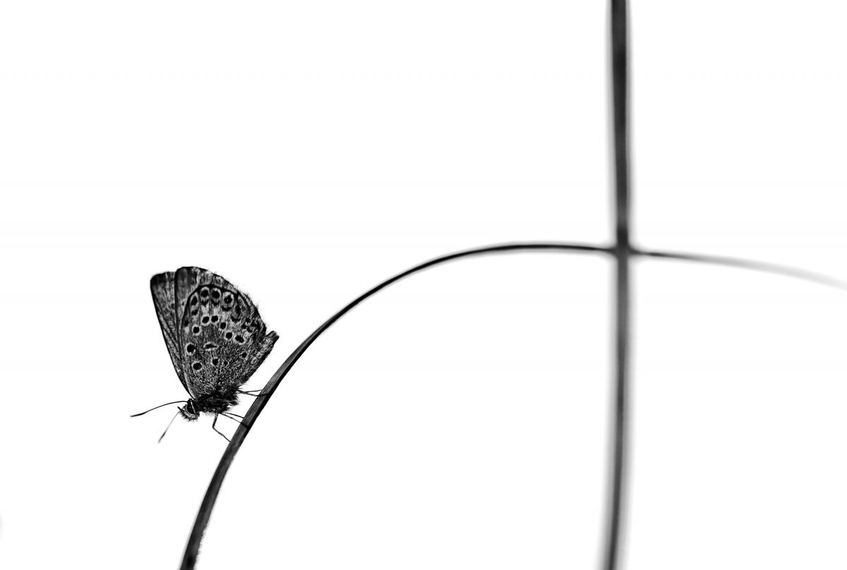 Erdélyiné Csorba Edit