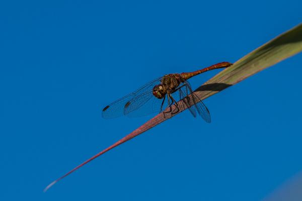 Alföldi szitakötő