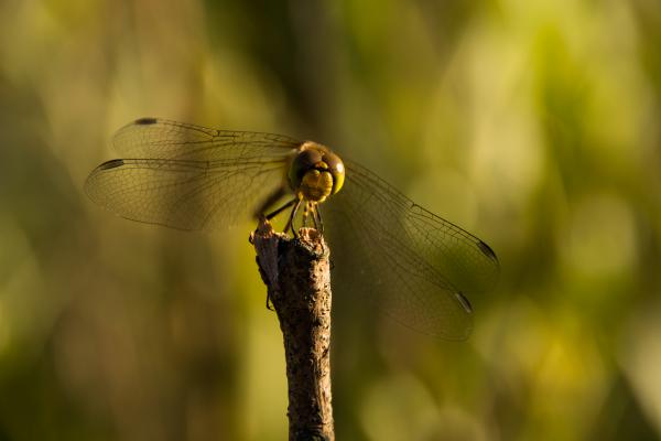 Szemben a ragadozóval
