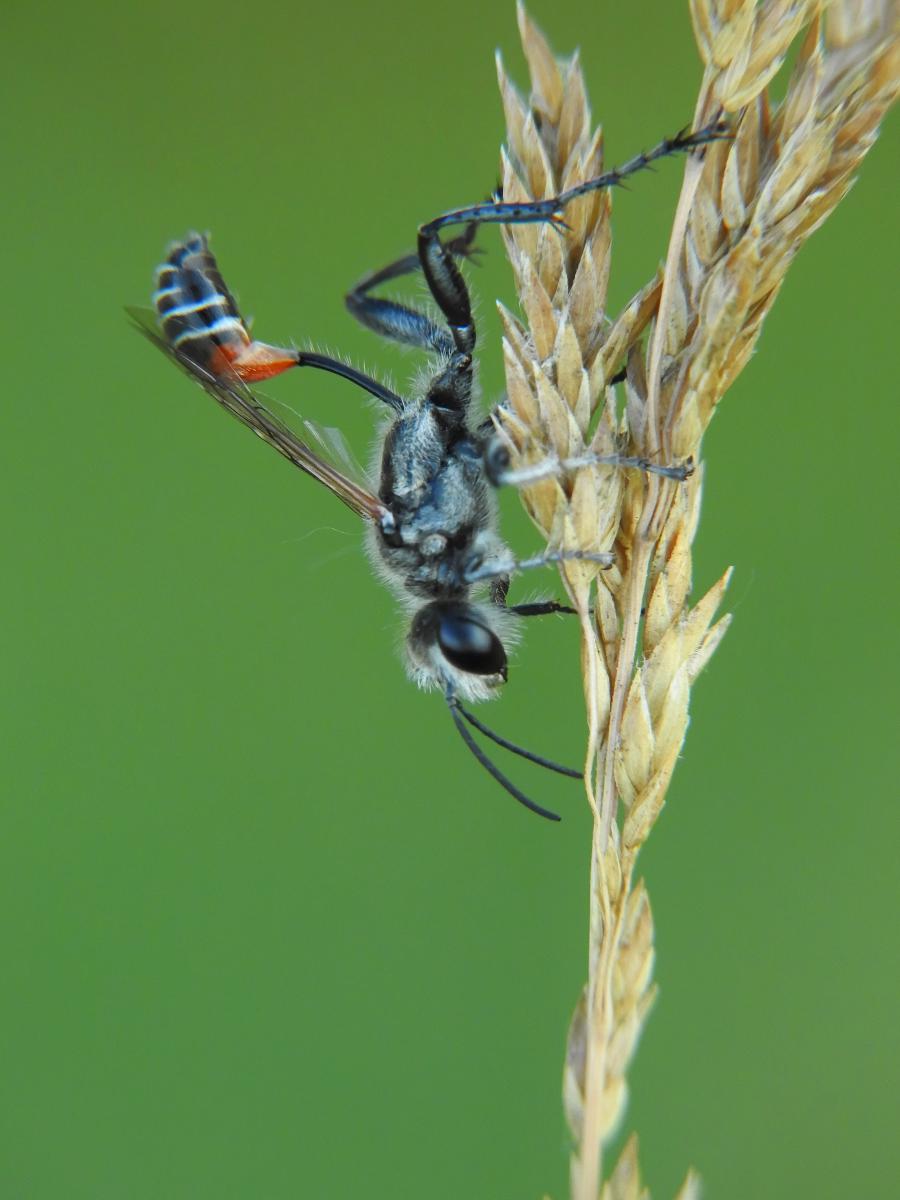 Koncz-Bisztricz Tamás