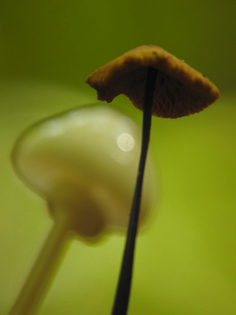 Koncz-Bisztricz Tamás