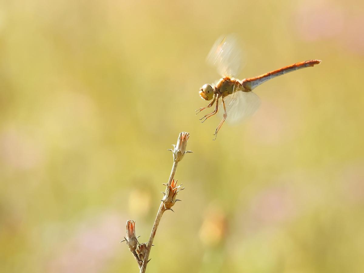 Koncz-Bisztricz Tamás
