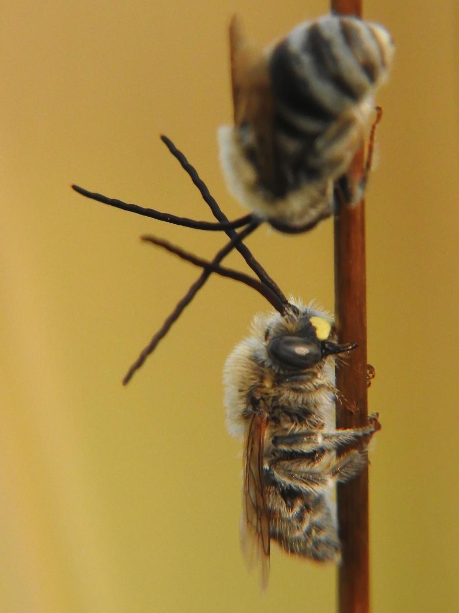 Koncz-Bisztricz Tamás