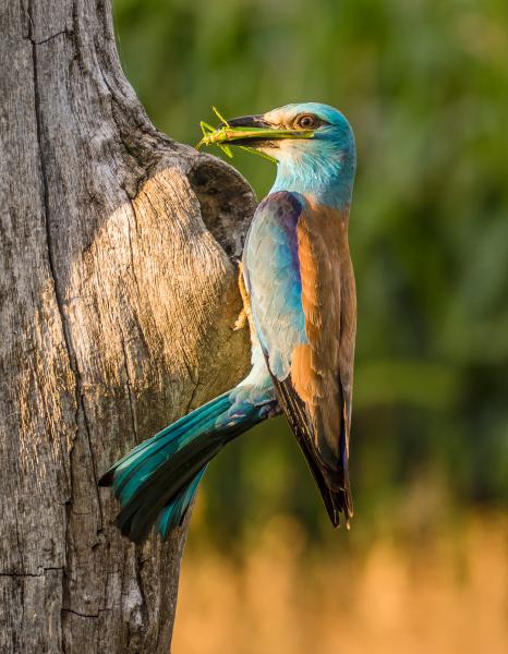 Egy könnyű vacsora