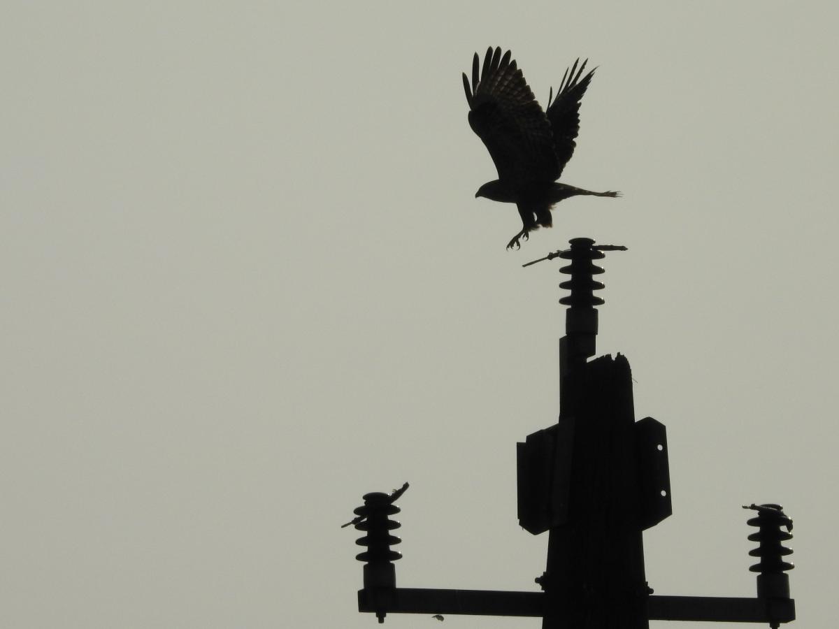 Koncz-Bisztricz Tamás