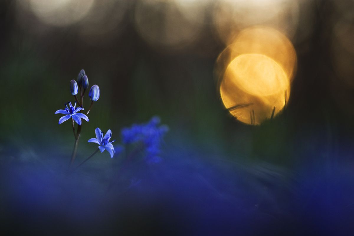 Sándor-Tóth Zsuzsanna