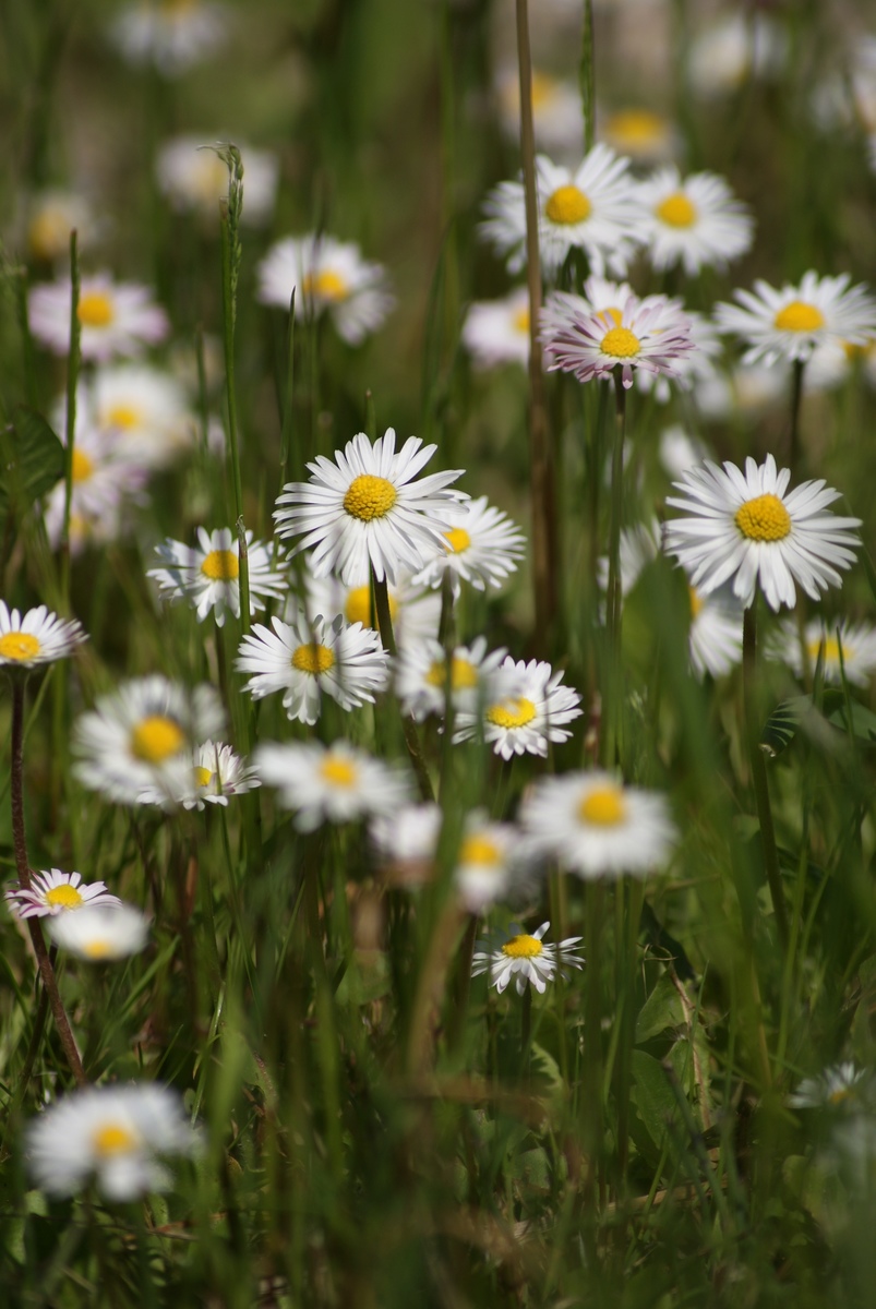 Laczkó-Magyar György