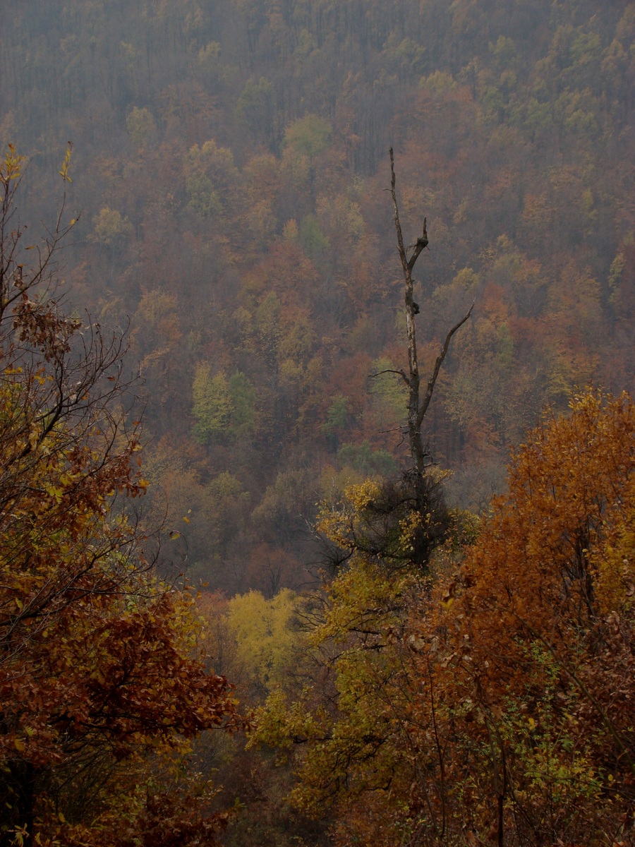 Laczkó-Magyar György