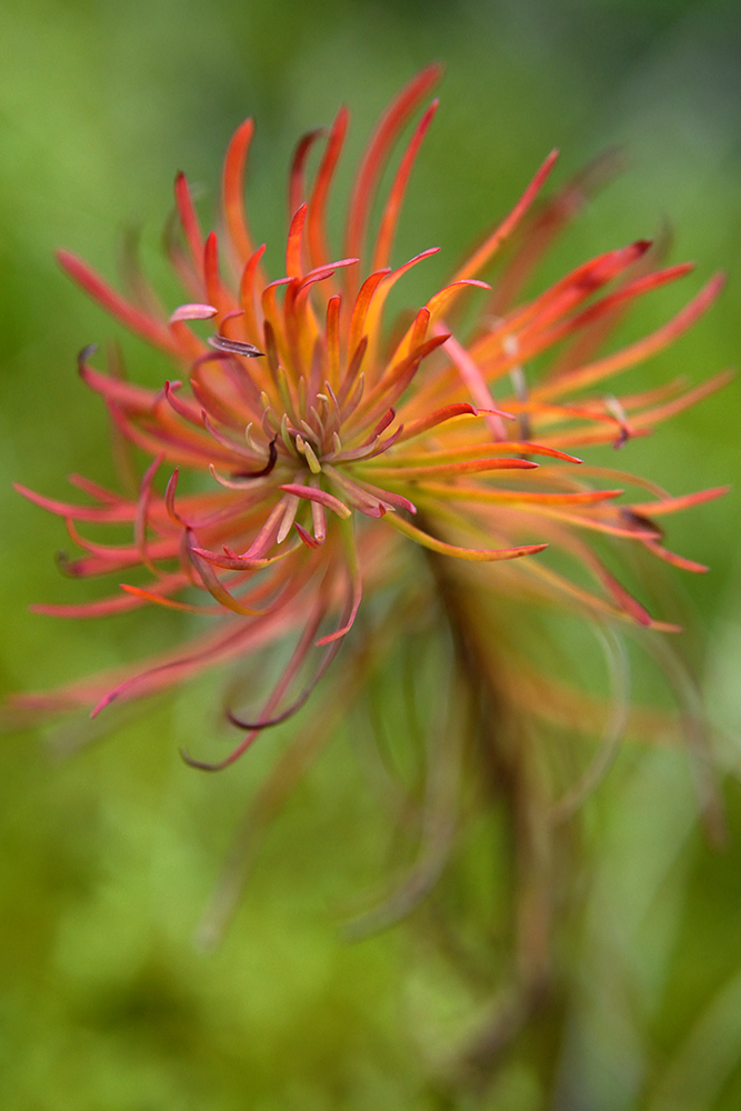 Násfayné Kőházi Mária