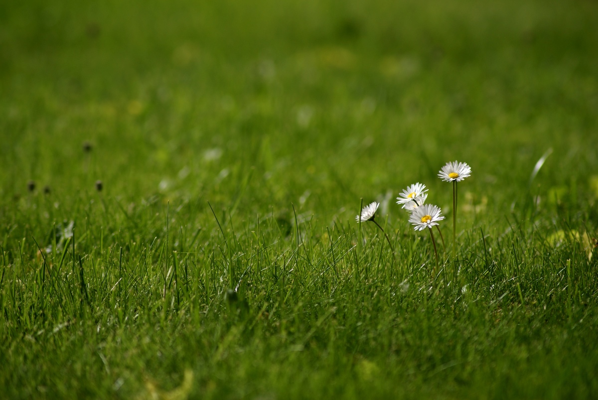 Laczkó-Magyar György