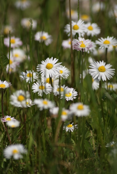Százszorszép tavasz