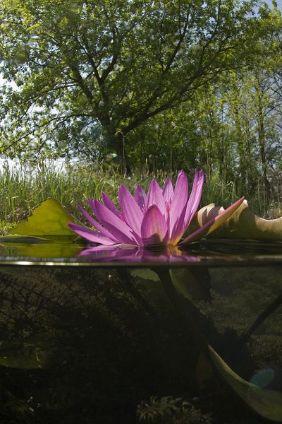 Vörös tündérrózsa