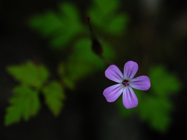 Nehézszagú gólyaorr