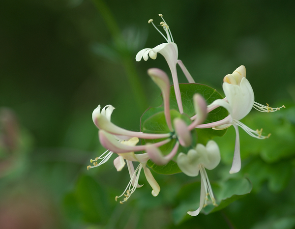 Lonicera caprifolium