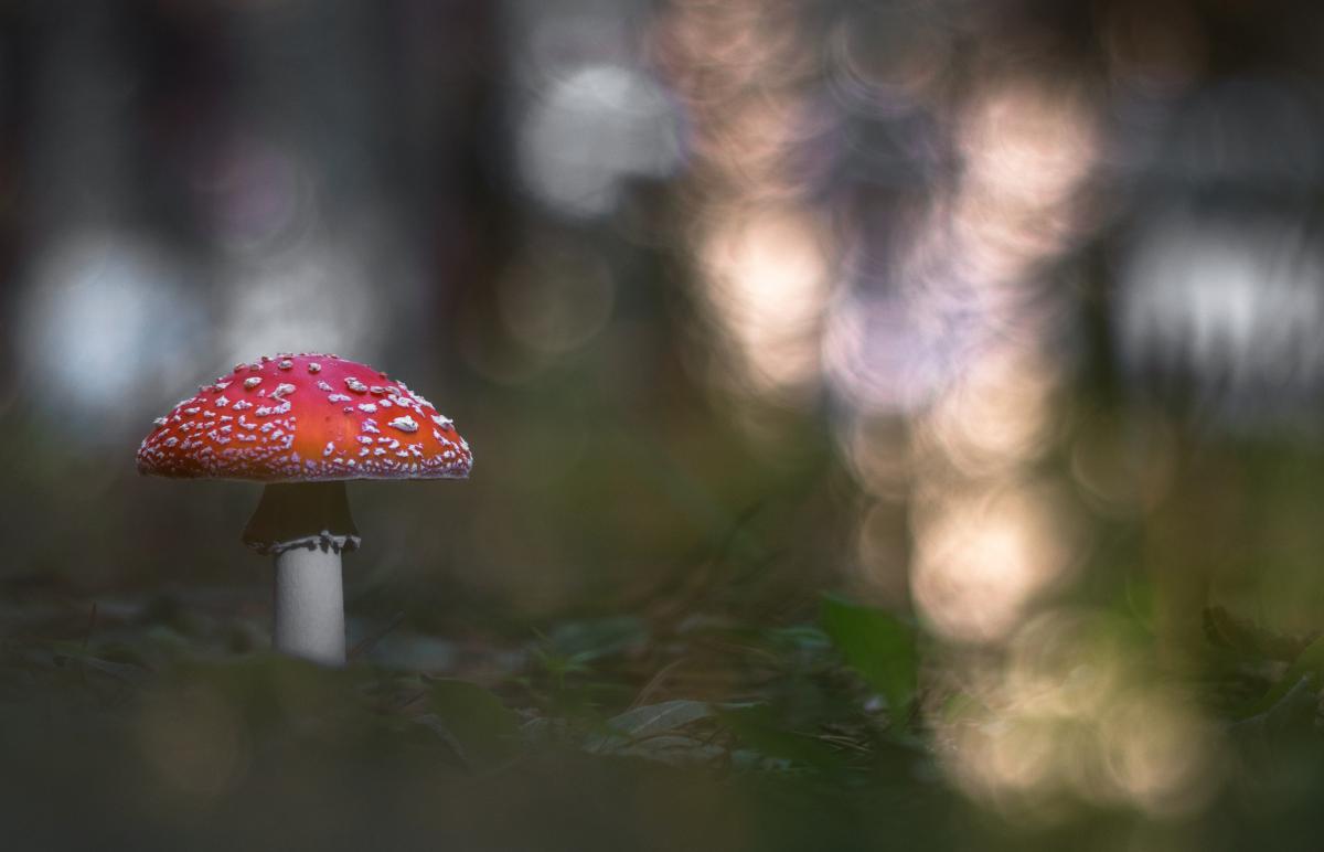 Erdélyiné Csorba Edit