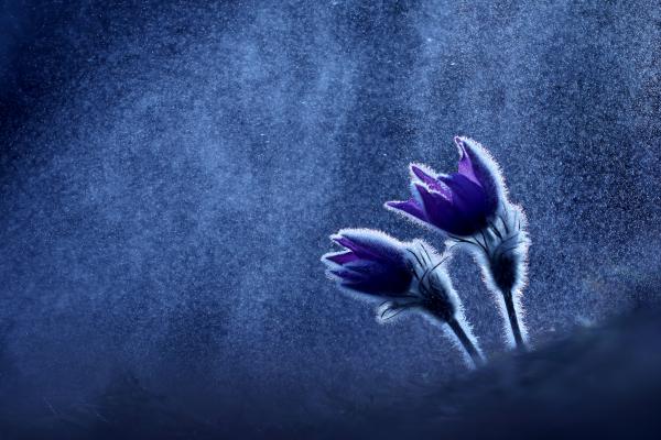 Gyémántporral hintve